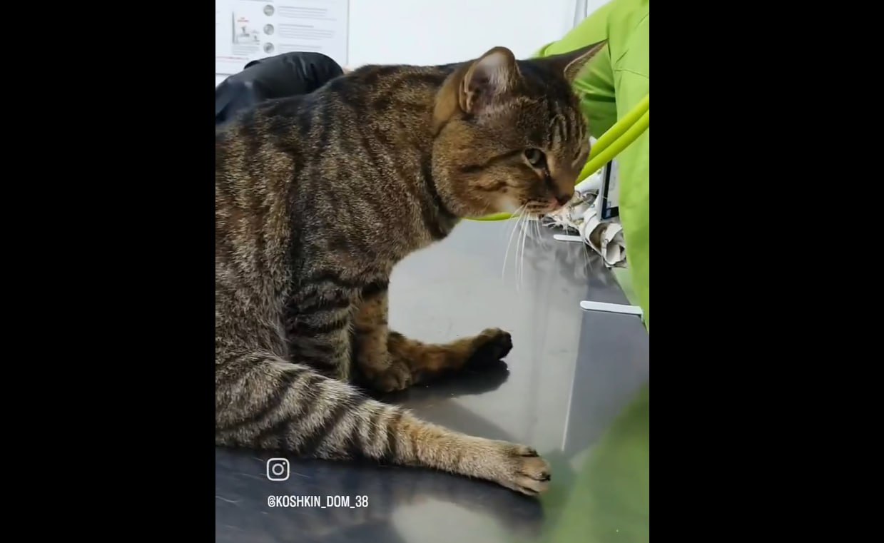 Кота скинули с 5-го этажа в Ангарске  Это произошло вчера вечером в 15-м микрорайоне. Как упал кот, увидела сотрудница салона красоты "Людмила", который расположен на первом этаже дома. Она тут же вызвала волонтеров приюта "Кошкин дом" и полицию.   Приехавшие волонтеры забрали кота и отвезли в ветклинику. У животного сломано нёбо и обездвижены задние ноги.  В полиции   сообщили, что уточняют подробности инцидента.