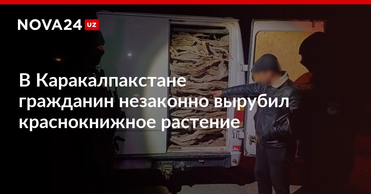 В Каракалпакстане гражданин незаконно вырубил краснокнижное растение Нарушение выявили сотрудники Нацгвардии виновник получил штраф nova24 uz 315804 NOVA24 LIVE