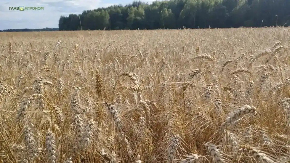 Российская компания выпустила первый аграрный цифровой токен Новый инструмент представляет собой утилитарные цифровые права обеспеченные реальным товаром продовольственной пшеницей 3 го класса Подробнее читайте