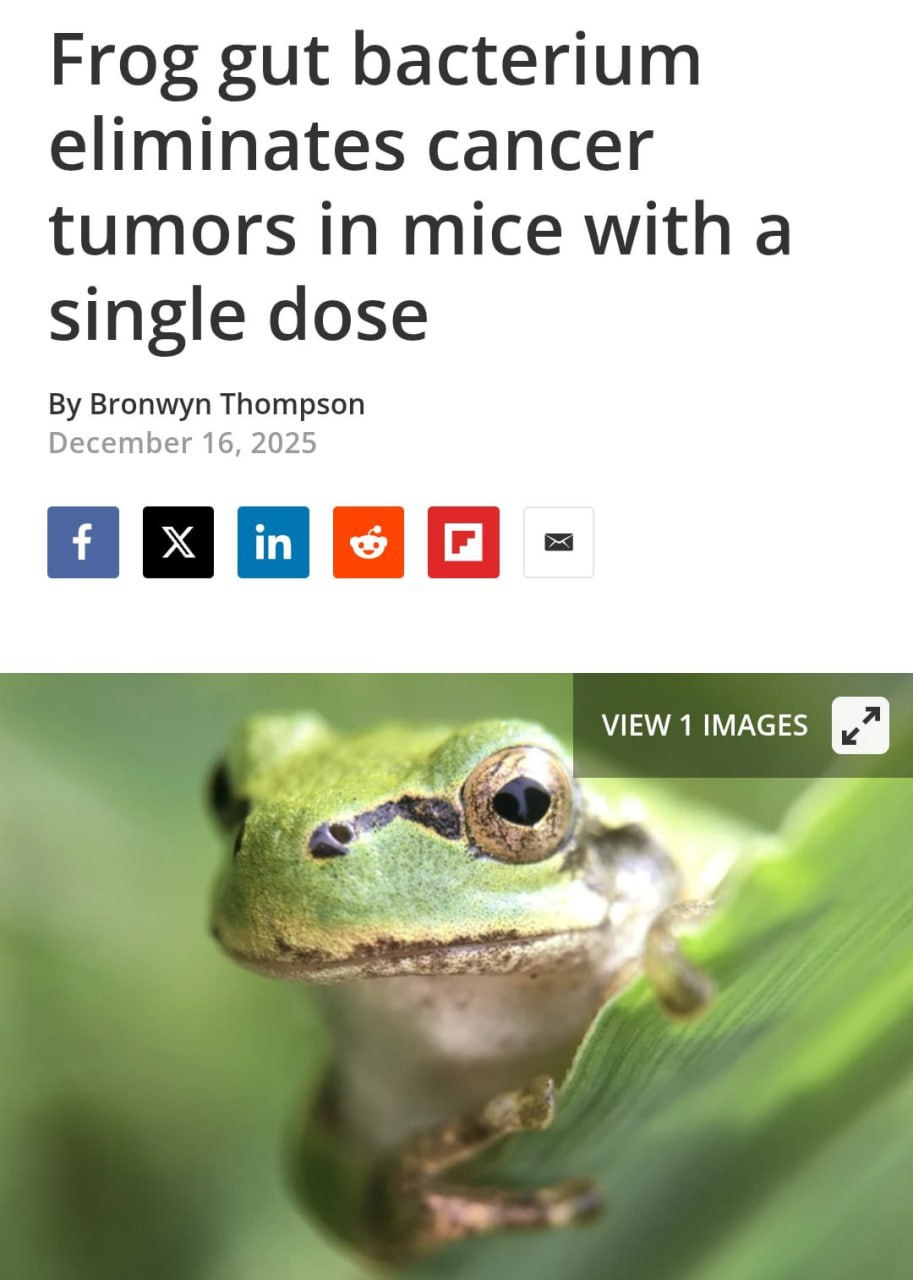 Рак будут лечить лягушки Учёные нашли в кишечнике японской древесной лягушки бактерию Ewingella americana которая уничтожает почти все виды онкологии Также она обучает организм предотвращать рецидивы Испытания проводились на мышах рак был побеждён в 100 случаев и больше не возвращался Испытания на людях уже готовятся bankoffo