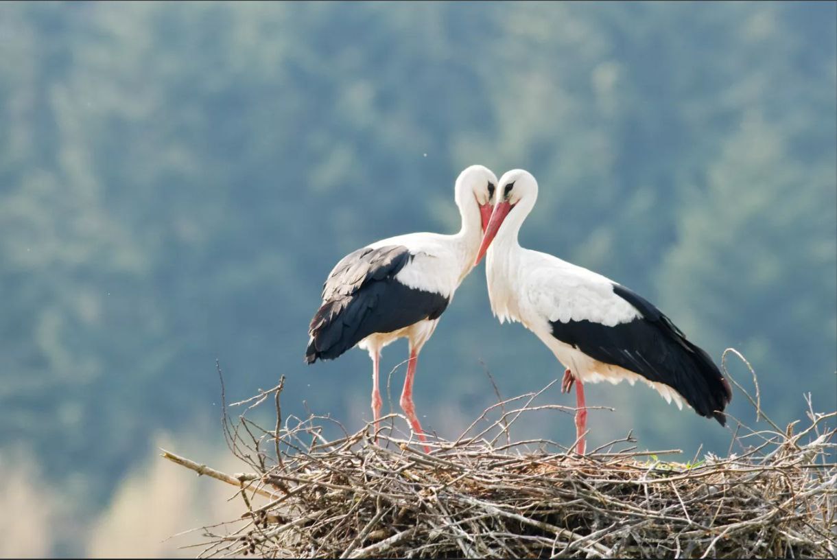 Краснокнижного белого аиста расстрелянного дробью спасли в ростовском зоопарке Малинки Краснокнижного белого аиста из Калужской области расстрелянного дробью спасли в зоопарке Малинки что недалеко от города Шахты в Ростовской области сообщила директор парка Элеонора Моргунова Белый аист занесенный в Красную книгу приехал в Южный парк птиц Малинки из Центра реабилитации диких животных Феникс города Калуга Он был найден неравнодушными местными жителями у трассы в Калужской области рассказала Моргунова Во вторник на территории парка Малинки команда ветврачей орнитологов сделала операцию белому аисту который поступил с открытым переломом запястья После рентгена была обнаружена многочисленная свинцовая дробь в тканях а это значит что в птицу стреляли из ружья По словам директора парка в ходе операции пришлось провести ампутацию запястья чтобы инфекция не распространялась дальше Операция прошла успешно Аист будет получать антибиотико терапию и обезболивающие препараты капельницы а также останется под наблюдением специалистов сказала Моргунова Специалисты парка Малинки сделают все возможное чтобы эта прекрасная птица выжила и смогла счастливо жить с другими аистами парка подчеркнула Элеонора Моргунова
