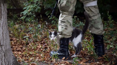 Кот Васька из блиндажа ВС России неделю скитался после ранения, его нашли   Кот Васька, который всю жизнь прожил в блиндаже, неделю пробирался к российским военным после осколочного ранения. Его историю рассказали RT в Народном фронте. Питомец живёт у бойцов из Удмуртии в одном из подразделений.  Читать далее