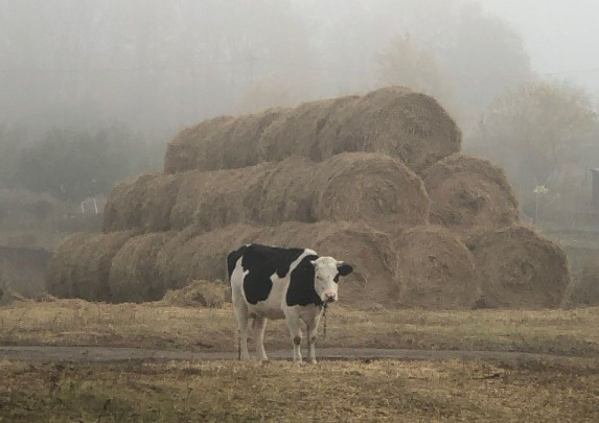Орловская область увеличила экспорт молочной продукции в десятки раз   newsorel ru fn 1745806 html Орловская область показала рост экспорта молочной продукции в десятки раз в 2025 году Об этом сообщили в пресс службе ТУ Россельхознадзора по Орловской и Курской областям   Прислать новость Подписаться