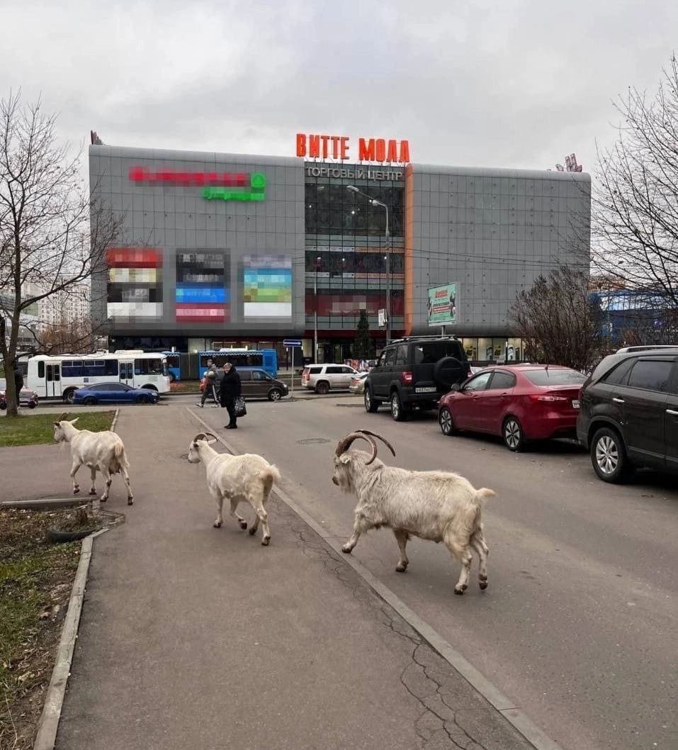 Владелец знаменитых коз из Бутово выиграл суд о пожеванных кустах. На Валерия Аникеева подавал в суд ГБУ «Жилищник» района Бутово. Согласно претензии, козы повредили 146 кустов.  Только вот животные съели листья, а сами кусты продолжили расти. И необходимости сажать новые просто не было, а Валерий заявил, что за кустами никто даже не ухаживал. В итоге «Жилищнику» в удовлетворении возмещения ущерба отказали.  Аникеев заявил, что в этот раз в суд пришел без молока  обычно он угощает всех участников процесса козьим молоком . Дело в том, что козочки сейчас находятся под наблюдением ветеринарного врача.  Кстати, Аникеев недавно познакомился с Джиганом и Оксаной Самойловой, они предлагали ему совместно создать контактную ферму. Но не срослось…