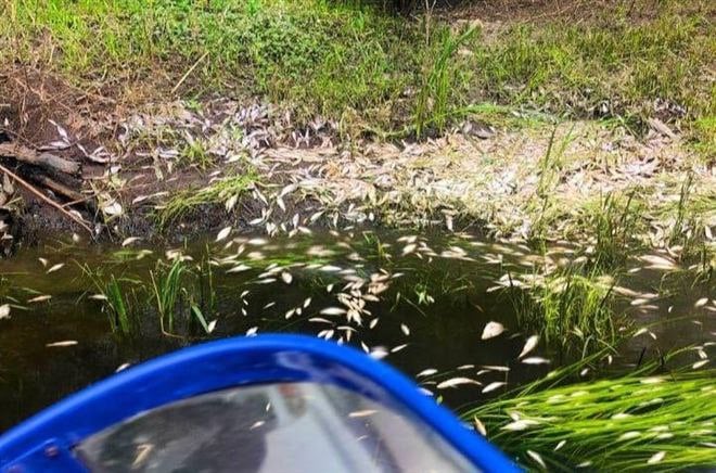 Под Самарой произошел замор рыбы на реке Свинуха   Массовый замор рыбы зафиксирован в Волжском районе на реке Свинуха, впадающей в реку Татьянку. Об этом сообщает министерство природных ресурсов и экологии Самарской области.     Фото: Министерство природных ресурсов и экологии Самарской области