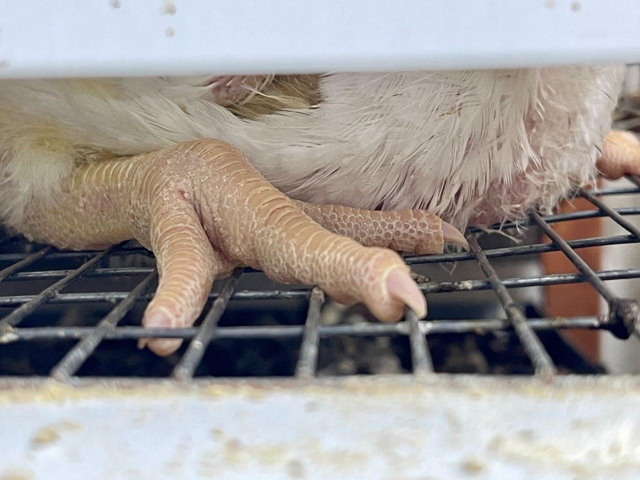 В Хабаровском крае запустят агрокомплекс по производству мяса птицы Производительность предприятия составит 40 тыс т мяса птицы в год а инвестиции оцениваются в 13 млрд руб Специально под реализацию проекта компания Хабаровский бройлер получила статус резидента ТОР Хабаровск Ввести предприятие в эксплуатацию планируется в 2028 году По словам генерального директора компании Александра Сапелкина агропромышленный комплекс сократит зависимость региона от завозной продукции и обеспечит жителей мясом местного производства РБК Восток в Telegram и MAX