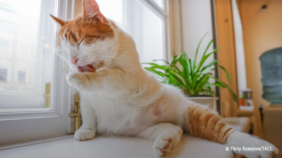 Россиянам дешевле содержать кошек чем собак свидетельствуют результаты опроса банка Русский стандарт которые имеются в распоряжении ТАСС Кошки пользуются большей популярностью их владельцы ежемесячно тратят от 3 тыс до 5 тыс рублей А содержание собак в среднем обходится более 5 тыс рублей Подпишись на ТАСС Москва в Мах