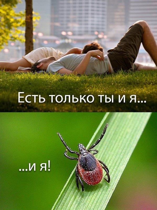 Парочка занялась сексом в лесу и получил 4 клеща на член Двое из Новосибирска обратились в больничку с жалобами на зуд в интимных местах, при осмотре на их гениталиях нашли по 4 клеща — насекомые заползли во влагалище и впились в половой хрен. На немой вопрос врачей они заявили, что просто «решили поэкспериментировать и заняться сексом в лесу». Лица клещей попавших на оргию и представлять не нужно