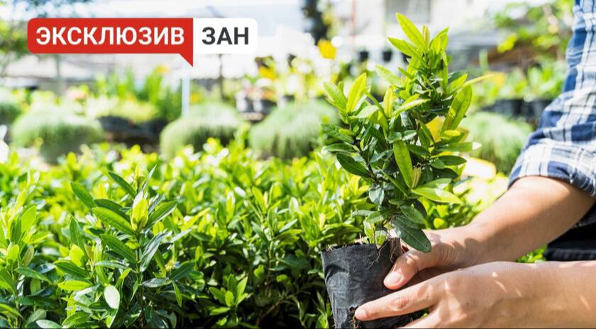 Северная Осетия передаст около тысячи саженцев деревьев Черниговскому округу  «Посадочный материал уже в наличии у нас. Относительно он хорошего качества. Произведена была первичная подкормка их как минимальными удобрениями, так и органическими удобрениями. В дальнейшем, к сентябрю еще раз подкормим их, поухаживаем за ними. Мы им отправим достойный посадочный материал», — рассказал заместитель директора ГАО «Аланиялес» Валерий Гибизов.   Посадочный материал выращивают в питомнике предприятия «Аланиялес». В этом году планируют передать ясенть обыкновенный, клен двух видов, липу и дуб красный.  Фото: Freepik.com     , VK и ОК и читайте новости на нашем сайте