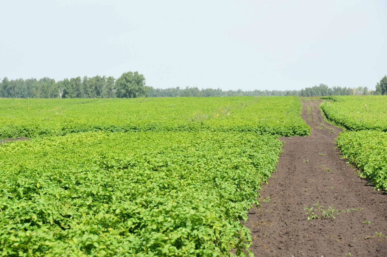 В Челябинской области в 2025 году увеличился урожай картофеля Предприятия и фермерские хозяйства Челябинской области в этом году собрали 149 9 тыс тонн картофеля что на 42 больше чем в 2024 году сообщили в министерстве сельского хозяйства региона Рост объемов производства продукции способствует решению задач национального проекта Технологическое обеспечение продовольственной безопасности В этом году достигнута рекордная средняя урожайность картофеля почти 258 центнеров с гектара Вместе с урожаем в хозяйствах населения собрано более 380 тыс тонн картофеля на 8 3 больше прошлогоднего Также в 2025 году южноуральские аграрии увеличили объемы внесения минеральных удобрений При этом областные субсидии закрыли 35 затрат на их приобретение Это сказалось на урожайности картофеля она выросла на 25 Фото Министерство сельского хозяйства Челябинской области сделановроссии Подписывайтесь на Сделано в России