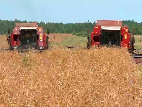 Показатели по сбору рапса в Калужской области могут увеличиться на 10% Хозяйства Калужской области приступили к уборке рапса. На данный момент намолочено 21,4 тысячи тонн семян. Всего же министерство сельского хозяйства региона прогнозируют сбор рапса на площади 33 тысяч гектаров. Это на 10% превысит показатели прошлого года.