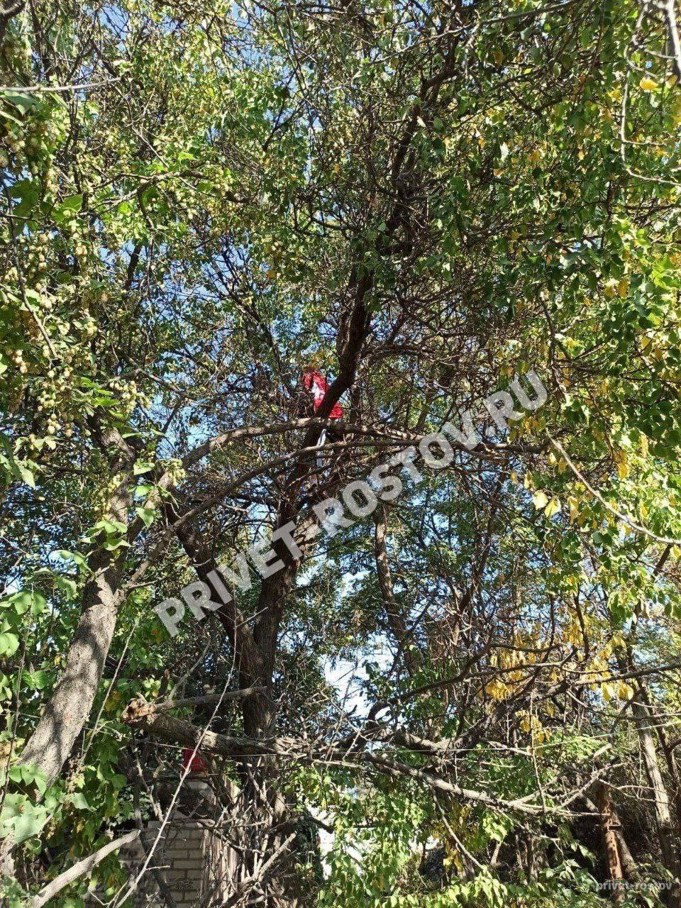 ‍  Пьяная девушка залезла на дерево и начала петь песни в Таганроге  Ее заметили очевидцы и вызвали специальные службы.   Неадекватную девушку спустили с дерева и передали медикам для дальнейшей госпитализации. Она находилась под наркотиками.  Осеннее обострение?