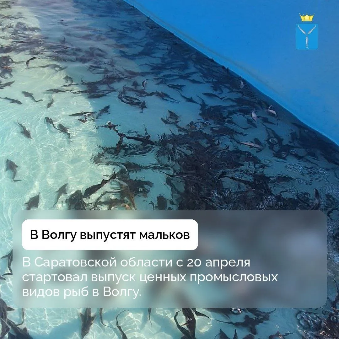 В Волгу выпустят 12 миллионов мальков за 3 года ФКУ УПРДОР которое является заказчиком строительства нового моста через Волгу выпустило мальков сазана белого амура и толстолобика в районе балаковского причала Учреждение по программе возобновления водных биоресурсов рассчитанной на 3 года выпускает рыбу с 2025 года В прошлом году дорожники заселили в Волгу более 3 9 млн мальков А всего за 3 года в реку выпустят почти 12 миллионов мальков В 2026 году уже выпустили 780 тысяч мальков сазана толстолобика и белого амура До 30 апреля федеральные дорожники рыбопитомники и комиссия в состав которой входит и Комитет охотничьего хозяйства и рыболовства выпустят в Волгу 1 353 миллиона сазанов 973 16 тысяч белых амуров и 1 117 миллиона толстолобиков В этом году дополнительно запланирован выпуск стерляди
