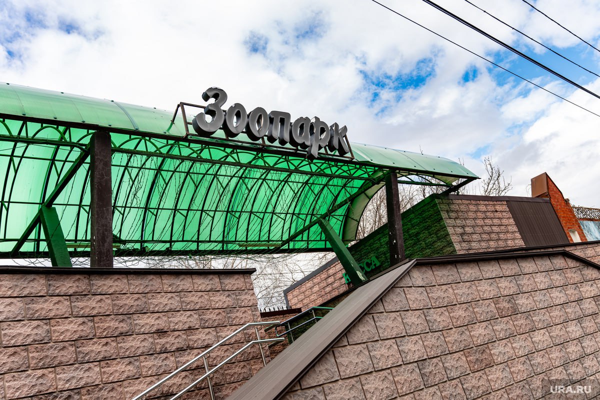 Пермский зоопарк закрывается навсегда Пермский зоопарк завершает свою работу на улице Монастырская, где просуществовал более 90 лет. 13 июля 2025 года станет последним днем, когда можно попасть в него. После животных начнут перевозить в новый зоопарк. Сроки открытия нового зоосада пока не называются. По словам генерального директора учреждения Юлии Шитовой, еще предстоит завершить перевозку животных, создание комфортных условий для их адаптации. К работе в новых условиях готовится и персонал зоосада. Подписаться Дать «буст»