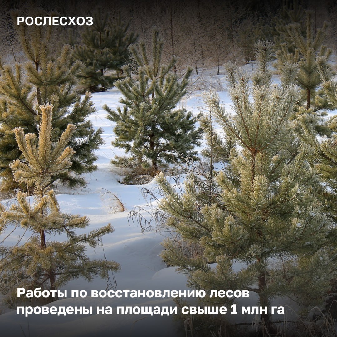 Работы по восстановлению лесов выполнены на площади 1,3 млн га – это 93,3% от годового планового объёма. До конца года работы по лесовосстановлению будут завершены на площади в 1,4 млн га.      Топ-5 регионов по лесовосстановлению:  - Республика Саха  Якутия  - 204,6 тыс. г - Иркутская область - 181,8 тыс. га; - Красноярский край - 160,4 тыс. га; - Вологодская область - 89,8 тыс. га; - Архангельская область - 76,7 тыс. га.                   «Лесокультурный сезон подходит к завершению, но несмотря на это, климатические условия позволяют продолжить лесовосстановление в ряде субъектов России, например, в южных регионах. Кроме того, продолжается приемка работ по лесовосстановлению и лесоразведению. Хочу также напомнить, что 3 года подряд в нашей стране восстанавливается лесов больше, чем вырубается или погибает. В этом году ряд субъектов не только справился с выполнением мероприятий по лесовосстановлению, но и перевыполнил 100% от плановых показателей», – подчеркнула начальник Управления воспроизводства и защиты лесов Рослесхоза Елена Бусыгина.