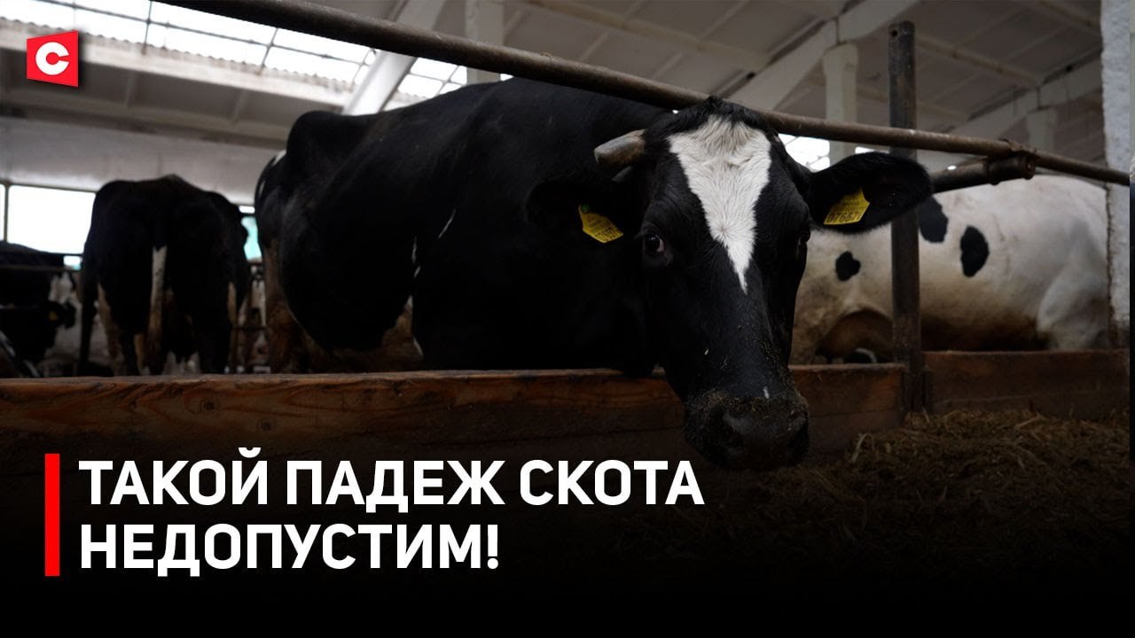 Прокуратура Минской области проводит рейды по выявлению падежа скота Александр Лукашенко предупредил о жестоком разговоре по поводу падежа скота. Важность темы неоспорима, ведь от сохранения поголовья крупного рогатого скота зависит качество и стабильность работы всей отрасли. Подробности в сюжете на нашем YouTube-канале