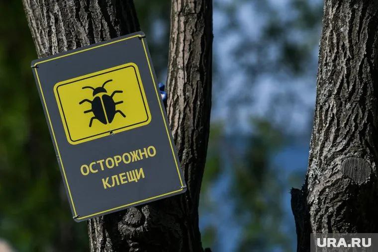 В Пермском крае число пострадавших от укусов клещей возросло в четыре раза С начала сезона в медучреждения Пермского края поступило 1252 обращения от жителей, которых укусили клещи, — сообщается на сайте регионального Управления Роспотребнадзора. Неделей ранее эта цифра составляла 338 человек, это в 3,7 раза меньше. «По числу обращений лидирует Пермский муниципальный округ — 205, далее идет Пермь — 198, Краснокамский городской округ — 93, Кунгурский муниципальный округ — 81, Чайковский городской округ — 72, Кудымкарский муниципальный округ — 32», — сообщает ведомство. Почти половина всех случаев произошла на территории, прилегающей к дому. В 41% — во время посещения дач, в 14% — в лесу. среди пострадавших — 327 детей. Источник ЧП Пермь Прислать новость