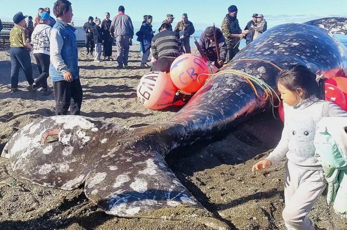 Китобойный сезон открыли охотники муниципального округа Эгвекинот Во вторник, 29 июля, первого в этом году серого кита добыли морские охотники села Нутэпэльмен муниципального округа Эгвекинот. Несколькими днями ранее ещё одно животное загарпунили в другом селе муниципалитета – Уэлькале.