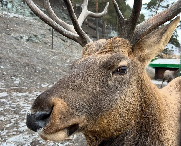 Двух жителей Молчановского района Томской области обвиняют в незаконной охоте часть 2 статьи 258 УК РФ Как установило следствие в июне 2025 года местные жители 28 и 32 лет вместе со своим знакомым без необходимого разрешения добыли четырех лосей в запрещенный для охоты на этот вид животных период Для облегчения поиска лосей браконьеры использовали вездеход и квадрокоптер Ущерб животному миру составил 960 тысяч рублей Подробнее на Бабре томск vtomsk24