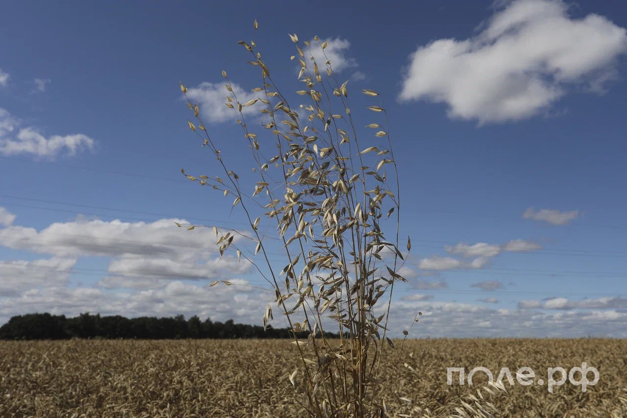 Сбор зерна в регионах Поволжья вырос на 20 до 33 млн тонн к 1 ноября Доля округа среди других федеральных округов составила 25 что соответствует первому месту сообщили в Нижегородстате Аграрии Саратовской области и Республики Татарстан собрали по 5 млн тонн зерна Оренбургской области 4 млн тонн Пензенской Самарской областей и Республики Башкортостан по 3 млн тонн В хозяйствах Нижегородской области урожайность зерновых культур выше на треть среднего показателя последних десяти лет 33 центнера с гектара Подробнее Подписывайтесь на нас в Telegram в MAX Оставляйте бусты