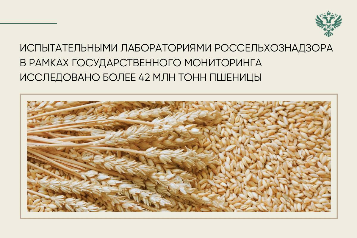 В этом году госмониторинг зерна проводится в 55 регионах России по мягкой пшенице и в 15 регионах — по твердой пшенице.  По состоянию на 26 августа 2024 года подведомственными Россельхознадзору учреждениями исследовано 42,4 млн тонн пшеницы. Всего отобрано и проверено 63,1 тыс. проб мягкой пшеницы и 299 проб твердой пшеницы.   Несмотря на ряд неблагоприятных природно-климатических условий, доля продовольственной пшеницы в текущем году составила 32,5 млн тонн  77,1% , что на 5,7% выше показателя аналогичного периода 2023 года.  О результатах исследований мы рассказали в карточках    Справочно: Сильная пшеница отличается высоким содержанием и хорошим качеством клейковины и может использоваться не только самостоятельно для хлебопечения, но и в качестве улучшителя для муки слабых пшениц. Мука из сильной пшеницы образует тесто с высокими упруго-эластичными свойствами, хорошей устойчивостью.