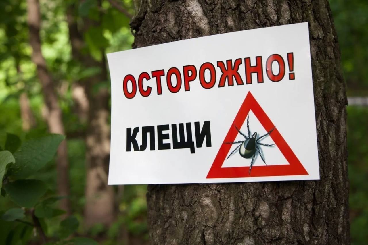 Почти 1650 человек, в том числе 330 детей, стали жертвами клещей в Петербурге и Ленобласти за неделю. Укусы зафиксировали в 13 районах Петербурга. Больше всего – в Пушкинском и Курортном, Приморском и Выборгском. Места СПб Новости СПб