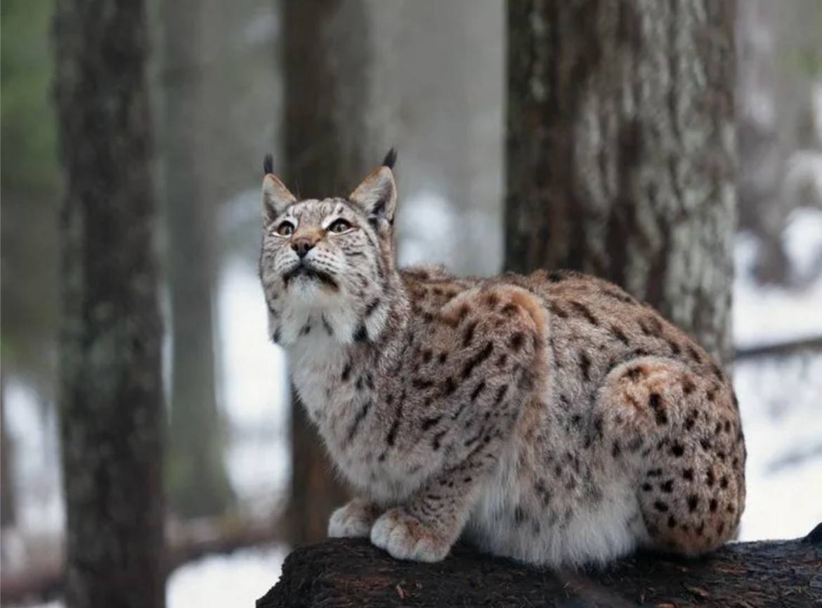 В Подмосковье рыси все чаще нападают на домашних животных из за нехватки пищи Их численность за последние годы выросла в 2 5 раза до 80 особей Чаще всего хищников замечают в Волоколамском Рузском и Дмитровском округах Рысь занесена в Красную книгу за ее отлов или убийство грозит штраф до миллиона рублей или тюрьма до пяти лет Обычно звери охотятся на мелкую дичь но при недостатке еды подходят к людям Владельцам домашних питомцев советуют не оставлять их на улице ночью Радио 1 MAX Прислать новость