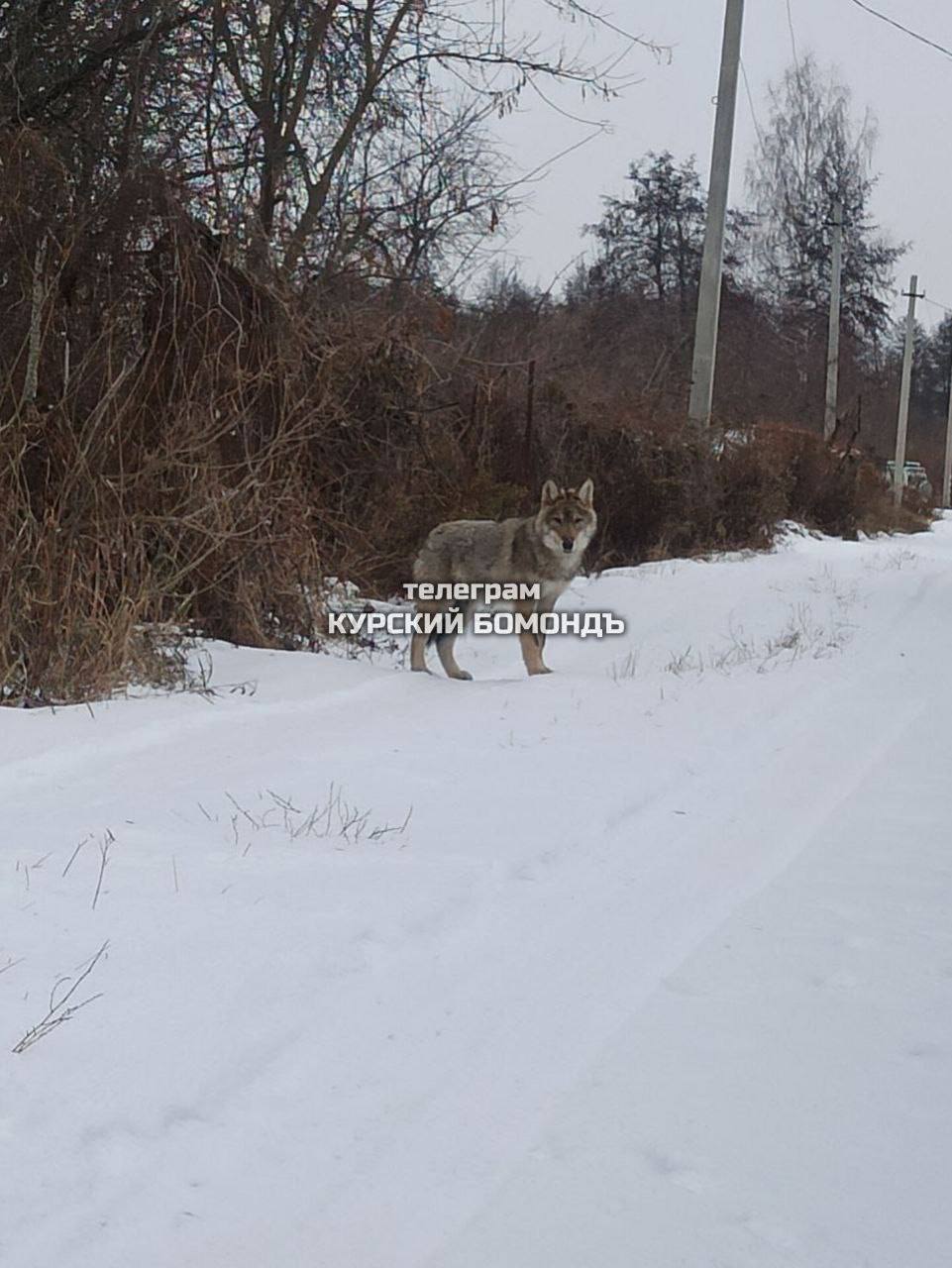 Замеченный в Щетинке волк оказался не диким и не совсем волком  Накануне в соцсетях появилась информация от встревоженных жителей о замеченном звере. На место выехали специалисты Минприроды региона.  Оказалось, что на дачах гулял не дикий волк, а представитель гибридной породы собак  волк и овчарка . Четырехмесячный щенок принадлежит местному жителю, который занимается разведением этой необычной породы. С владельцем провели беседу о том, что нужно контролировать питомца, чтобы избежать недоразумений в дальнейшем.  фото: Курский Бомондъ  Сейм   Курская область