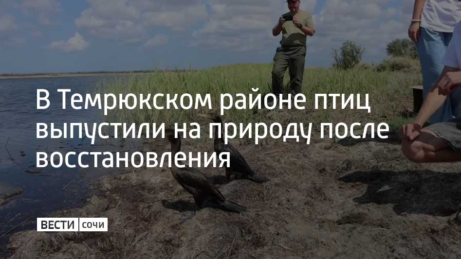 В станице Запорожской Темрюкского района на природу выпустили птиц которые прошли курс лечения и восстановления в реабилитационном центре в селе Витязево В естественную среду обитания вернулись две чайки два баклана слетка и две чомги сообщили в оперштабе Краснодарского края Как ранее писали Вести Сочи в Керченском проливе 15 декабря 2024 года два танкера потерпели крушение После этого оказались загрязнены мазутом акватория и побережье Краснодарского края и Крыма