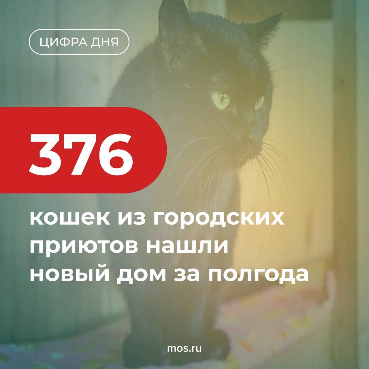 376 кошек из городских приютов нашли хозяев за полгода. Например, новый дом появился у кошек Ночи и Дзидзи. Москвичка не смогла разлучить сестричек и забрала их обеих.   Сейчас в 13 городских приютах живут еще более 1,5 тысячи кошек. Все они привиты, здоровы, социализированы и готовы к жизни в семье.  С 15 по 17 августа на Тверской бульвар в рамках фестиваля «Моспитомец» привезут 90 пушистиков. Желающие смогут забрать понравившееся животное домой.     -канал «Город Москва».
