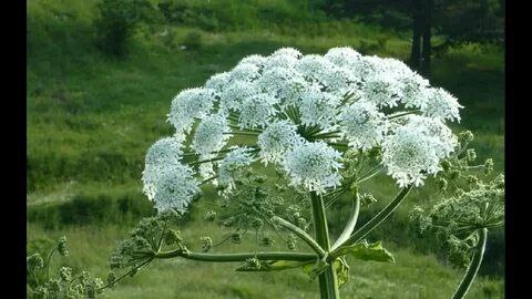 Подростки попали в больницу после покоса борщевика в Новгородской области Прокуратура региона организовала проверку по факту законности привлечения к труду несовершеннолетних Отмечается что минувшим летом подростки косили борщевик и получили ожоги Работу они нашли по объявлению Один ребенок попал в реанимацию другие госпитализированы Организована проверка Источник Будьте бдительны и внимательны к деятельности своих детей