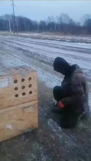 На Камчатке охотоведы выпустили росомаху, загнанную собаками на дерево