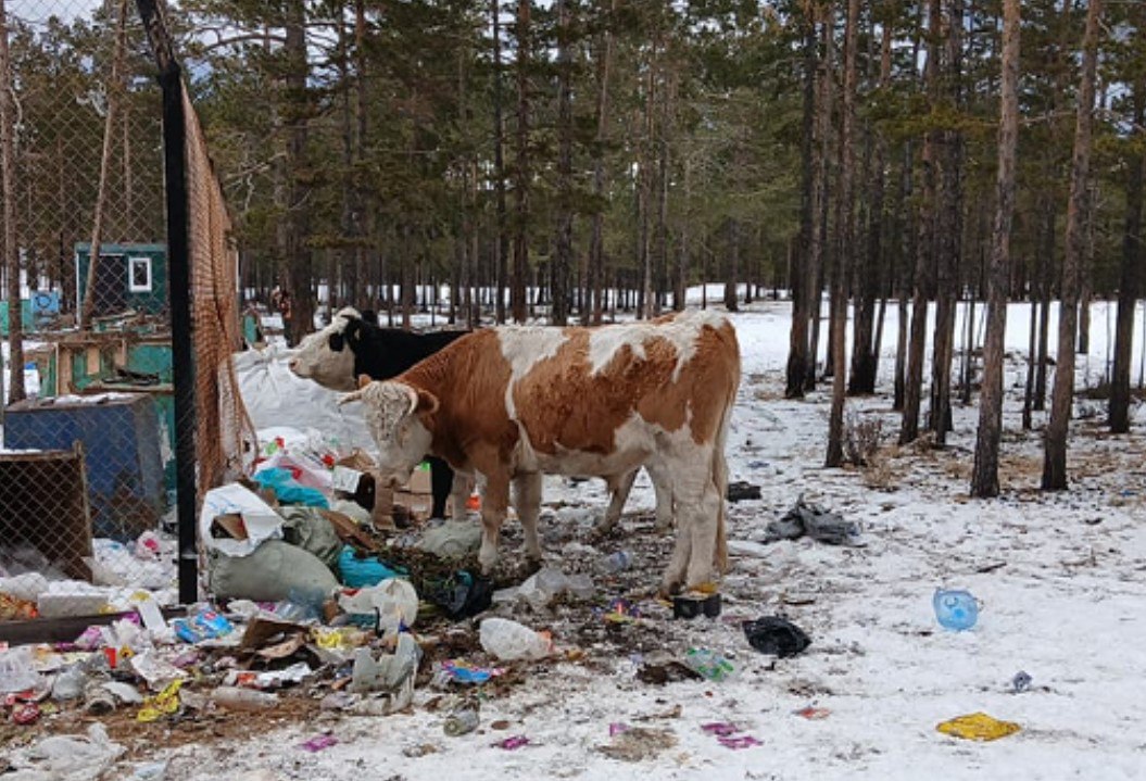 Особо охраняемую природную территорию на Ольхоне загрязняют отходами Сотрудники Прибайкальского нацпарка обеспокоены стихийной свалкой у поселка Хужир По состоянию на 11 ноября временная площадка для хранения мусора закрыта это произошло еще в октябре нынешнего года а возле нее возникают навалы бытовых отходов Мусор разносится по ближайшему лесу этому способствует как сильные ветер так и безнадзорный скот Отмечено что лесная территория входит в состав Прибайкальского нацпарка Известно что природоохранной прокуратурой было объявлено предостережение мэру Ольхонского района о недопустимости закрытия контейнерной площадки в отсутствие альтернативных способов вывоза отходов в период ледостава и закрытия паромной переправы Сотрудники ФГБУ Заповедное Прибайкалье говорят о вероятности дальнейшего роста числа несанкционированных свалок