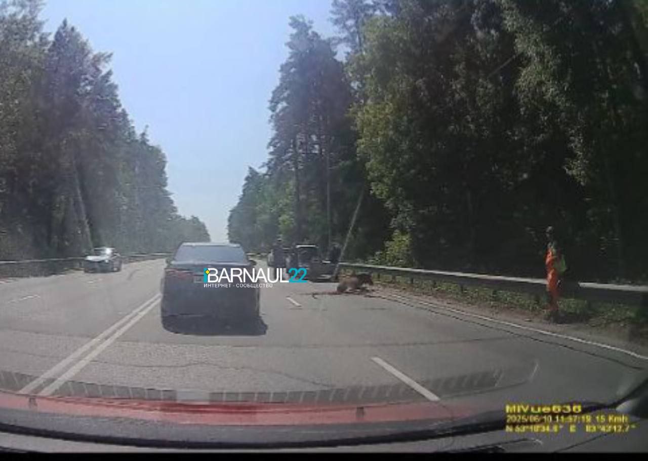 Лося сбили на шоссе Ленточный бор в Барнауле На месте находится полиция и сотрудники Минприроды, которые пытаются спасти животное. Об этом пишет Barnaul 22. Водителя, который сбил лосенка и скрылся с места ДТП, разыскивают, сообщили в краевой Госавтоинспекции. Фото и видео: Barnaul 22 / Валерик