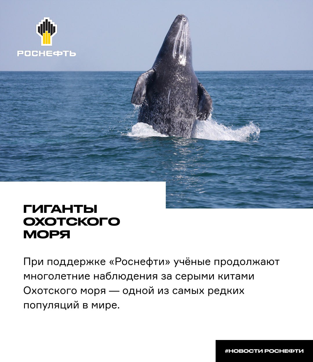 Гиганты Охотского моря При поддержке Роснефти учёные продолжают многолетние наблюдения за серыми китами Охотского моря одной из самых редких популяций в мире Ещё в прошлом веке их считали исчезнувшими а сегодня животных уже почти 400 Программа компании работает с 1997 года исследователи изучают поведение кормовую базу и делают фото идентификацию Учёные даже слушают океан акустический мониторинг помогает понять как шум влияет на китов По оценкам специалистов популяция растет примерно на 5 в год