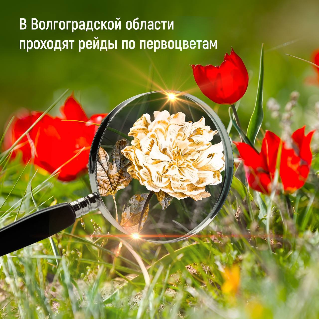В Волгоградской области проходят рейды по первоцветам С наступлением теплой погоды в регионе началось массовое цветение первоцветов, среди которых немало краснокнижных видов. Срывать такие цветы запрещено! Также на охраняемых природных территориях нельзя съезжать с дорог общего пользования – транспорт может уничтожить редких представителей флоры. За повреждение или сбор краснокнижных цветов предусмотрена как административная, так и уголовная ответственность. Штрафы начинаются от 2,5 тысяч рублей. При этом, наказание ждет как продавцов редких цветом, так и их покупателей. Нарушителям также придется возместить ущерб за уничтожение растений.