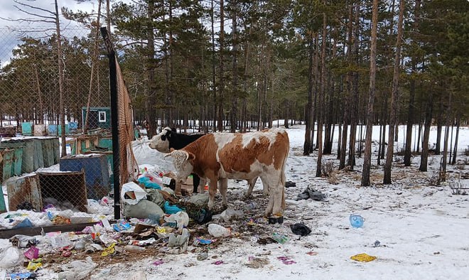 На Ольхоне разрастается свалка Стихийная свалка у посёлка Хужир продолжает расти и уже угрожает экологии Байкала сообщает ФГБУ Заповедное Прибайкалье Ворота временной площадки заваренные ещё в октябре по прежнему закрыты а сама площадка не очищена Накопившийся мусор присыпан снегом по внешнему периметру лежат коробки и мешки часть из которых уже вскрыта и опустошена сказано в сообщении Природоохранная прокуратура уже объявила предостережение мэру Ольхонского района о недопустимости закрытия контейнерной площадки пока не найдено решение для вывоза мусора в период ледостава и закрытия паромной переправы В заповеднике обеспокоены возможным ростом числа несанкционированных свалок и ущербом Байкалу Администрация Заповедного Прибайкалья намерена обратиться в надзорные органы и региональные власти zapovednoe pribaikale Ircity теперь в MAX
