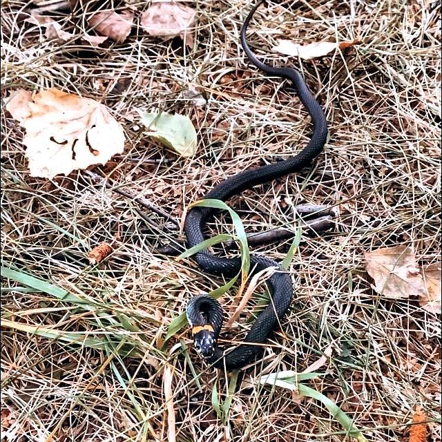 В Подмосковье змеи еще не впали в спячку и остаются активными Когда осень теплая у змей сбивается природный график они позже уходят в спячку Поэтому можно встретить гадюк ужей и медянок даже в ноябре Так что если пойдете за грибами смотрите не только под березы но и под ноги Подписаться Прислать новость