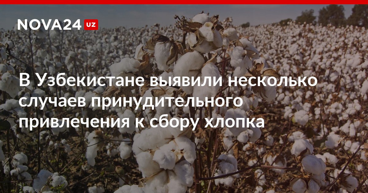 В Узбекистане выявили несколько случаев принудительного привлечения к сбору хлопка Также специалисты выявили 11 случаев нарушения законодательства в отношении ответственных лиц приняты соответствующие меры nova24 uz 303816 NOVA24 LIVE