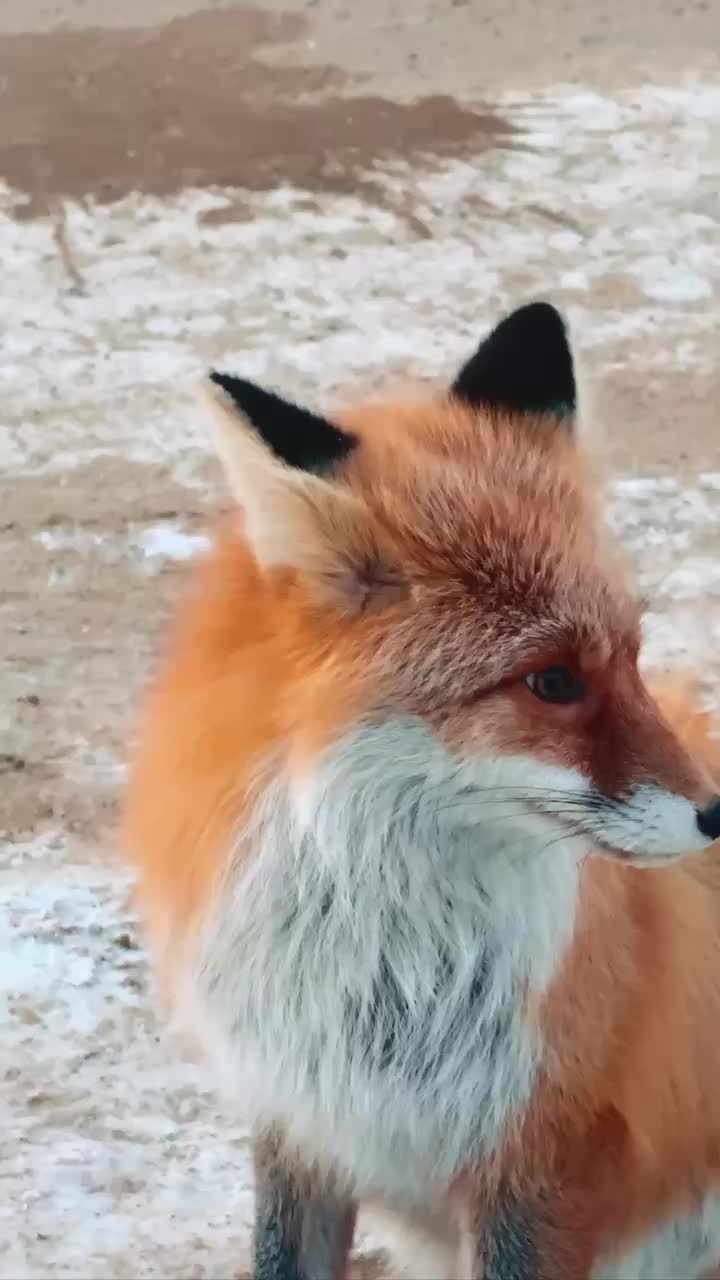 В Калмыкии дикая лиса успешно возвращена в природу