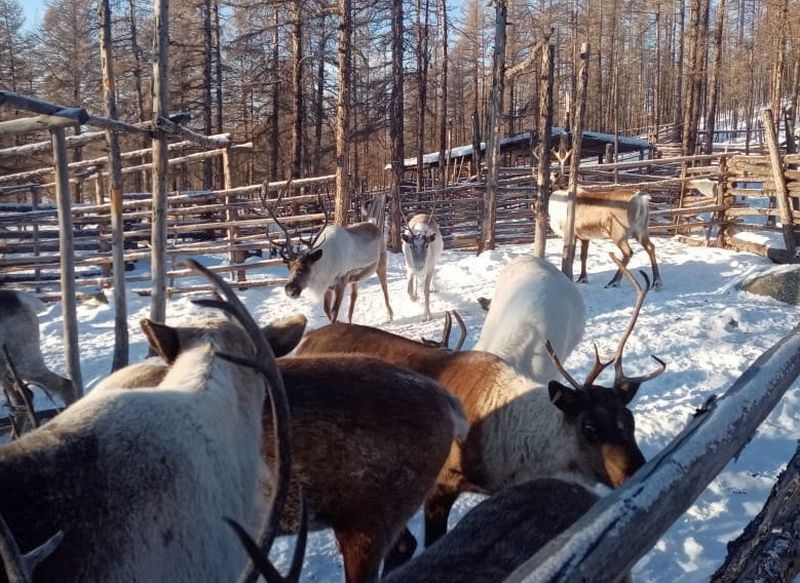 В Бурятии напали на оленей  О попытке нападения на домашних оленей рассказала в соцсетях президент Ассоциации коренных малочисленных народов Севера в Бурятии Надежда Шеметова. По ее словам, происшествие случилось еще 12 декабря в Баунтовском районе. На территорию оленеводческого хозяйства Тактыкан заехали вооруженные люди на снегоходах, которые начали стрелять.  #Бурятия   Подробности в «Номер один»       Сообщить нам свою новость можно по кнопке:       Письмо в редакцию