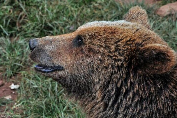 Росприроднадзор рассказал, почему в Ленобласти стали так часто натыкаться на медведей По словам специалистов, в начале лета медведи ищут пищу, чтобы пополнить жировые запасы. Они активны в любое время суток. Особенно животных привлекают остатки пищи, поэтому выйти они могут и к населенным пунктам. Если встреча с косолапым произошла, то провоцировать и пытаться заснять его не стоит. Лучше сохранять спокойствие, уходить в сторону, не поворачиваясь при этом спиной, не бегать. Если медведь начал рычать и фыркать, то можно пошуметь, попытаться обмануть его, визуально став выше — подняв руки с рюкзаком или курткой над головой. pxhere.com