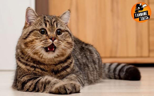 Украинский журналист возмутился рекламой с русскоязычными котами Внимание публициста из Львова Илько Лемко привлекла реклама кошачьего корма с мяукающим животным Украинские коты никогда не говорят Мяу только Няв утверждает Лемко Главное здесь Подписывайтесь