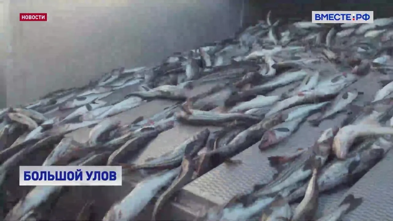 Россия сохраняет лидерские позиции по добыче водных биоресурсов в мире в прошлом году наши рыбаки выловили около 5 миллионов тонн даров моря Такие данные привели на итоговой коллегии Росрыболовство По информации ведомства вылов лосося в 2025 году вырос на 40 Половину всей добычи минтая в мире тоже приходится на российский промысел Таких результатов удалось достичь благодаря введению инвестиционного подхода при распределении квот на добычу водных биоресурсов отметили на коллегии Это касается и работы верфей соблюдение сроков сдачи судов которые строятся по инвестпрограммам нужно контролировать отметил первый заместитель председателя Совета федерации Андрей Яцкин Отдельно вопрос требует при осуществлении этого мониторинга контроль за работой верфей Обратили внимание что не всегда соблюдаются сроки строительства и минимизации числа переносов в завершение сроков Эта проблема в том числе и срока гарантийного ремонта судов сданных по программе ннвестквот зачастую приводит к неосвоению выделенных квот и серьезным финансовым последствиям для рыбаков сказал Андрей Яцкин Очень внимательно следим за тем чтобы инвестиции в отрасли не заканчивались Хочу напомнить у нас рыболовецкие предприятия проинвестировали серьезные деньги в строительство отечественного флота Фактически за деньги рыбаков и рыболовецких регионов была воссоздана отрасль гражданского рыболовного судостроения Сейчас задача дать этим судам поработать предприятиям набрать определенной вес сказал председатель Комитета Совета Федерации по аграрно продовольственной политике и природопользованию Александр Двойных Подробности Подписывайтесь на Вместе РФ в MAX