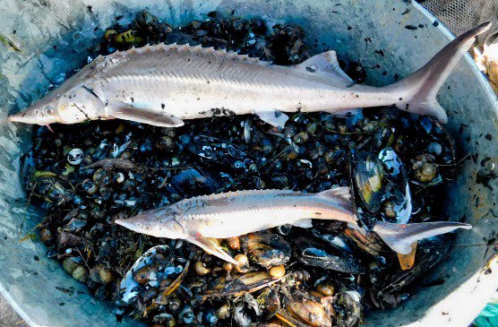 Учёные задумались об исключении донской стерляди из Красной книги В Ростовской области популяция нижнедонской стерляди в Дону достаточно увеличилась для того чтобы её можно было исключить из Красной книги России считают специалисты Азово Черноморского филиала ФГБНУ ВНИРО АзНИИРХ Ещё 20 лет назад этот вид был большой редкостью в нижнем Дону Помимо стерляди в Дону стало больше русского осетра количество его молоди значительно увеличилось в пределах 20 километров от устья реки Как считают учёные это говорит о том что восстановление популяции этого вида проходит успешно Основу же видового разнообразия в нижнем течении Дона составили бычки и белопёрый пескарь также специалисты зафиксировали большое количество судака леща и рыбца ростов новости ростовскаяобласть Подпишись на donnewsru