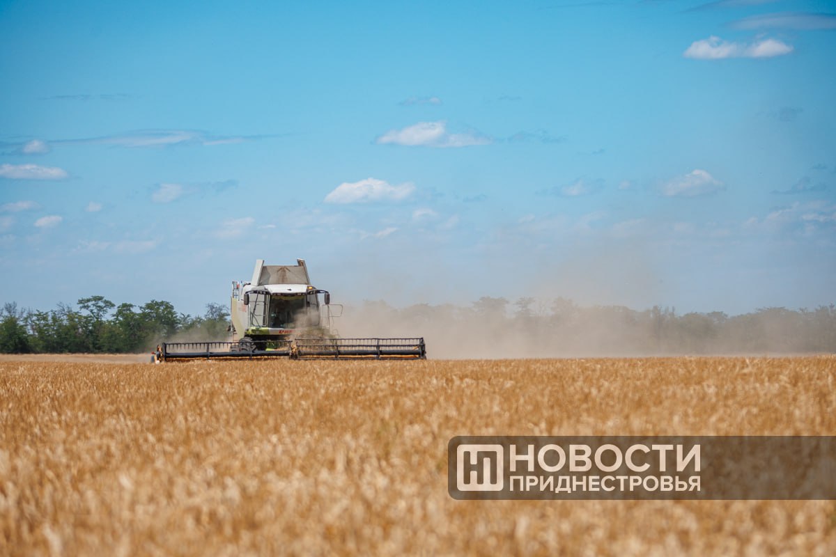 К середине лета аграрии убрали 43% полей зерновых и зернобобовых.  Валовой сбор составил 171 тыс. тонн, а средняя урожайность 32 ц/га.