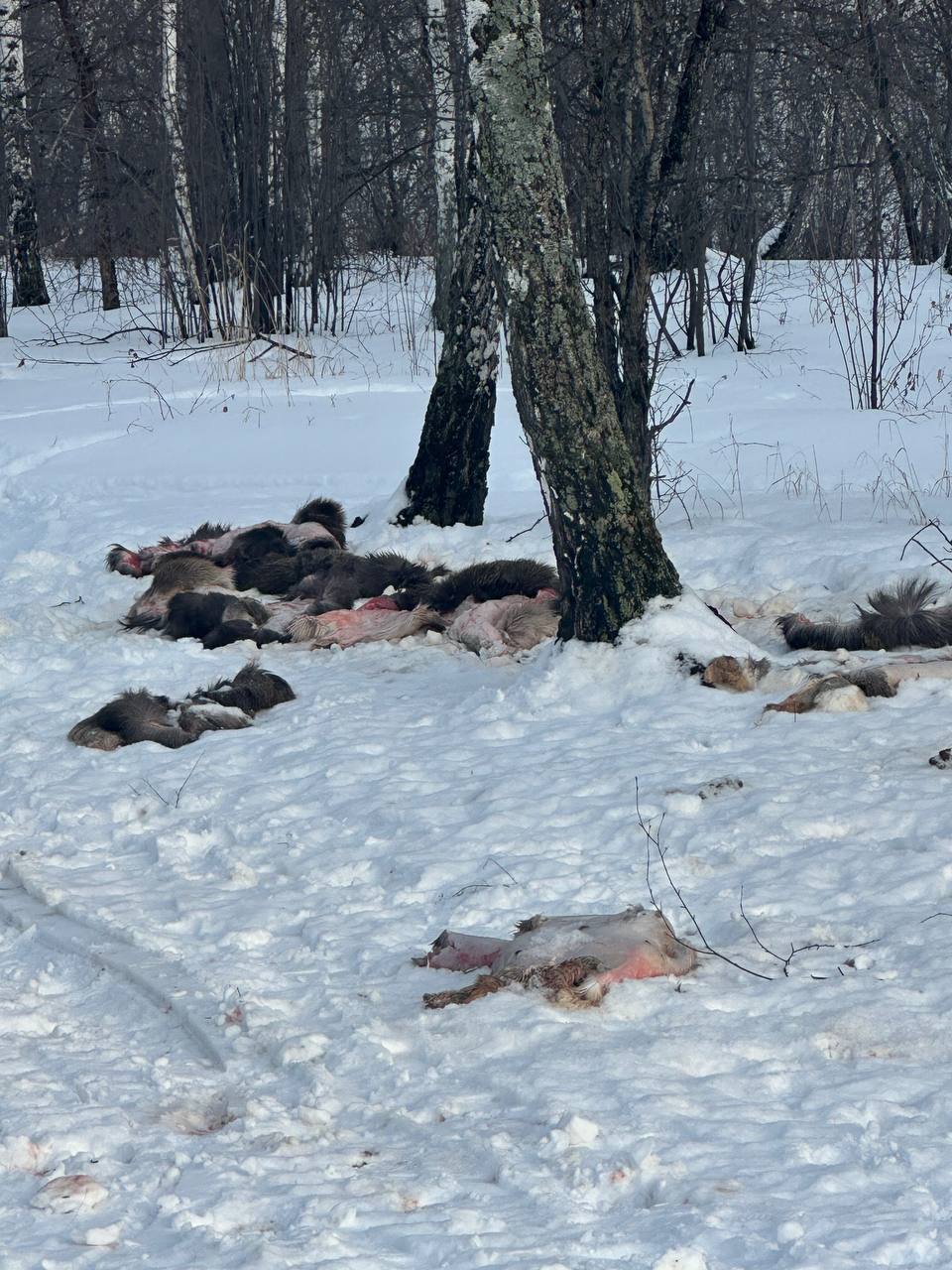 В селе Луговое под Тюменью неизвестные оставляют возле жилых домов шкурки мертвых животных: как диких, так и домашних.   Отъезжая от дома с отцом, я заметил труп животного. Попросил остановиться около трупа. Внимательно рассмотрев, я понял, что это тело собаки. Насколько я могу судить, у нее не было головы, а по ровным надрезам видно, что выпотрошена она была острым предметом. Труп до сих пор лежит недалеко от дома в лесу, — рассказал Александр 72.RU  Также мужчина отметил, что уже встречал такие тушки собак в прошлом и позапрошлом году. Он предполагает, что может быть один и тот же человек. Другой местный житель, с которым мы связались, сообщил, что среди убитых зверей были также кабаны. Поэтому он считает, что виновниками могли быть браконьеры.  В полицию жители Лугового не обращались — считают, что в этом нет смысла, потому что «они никого искать не будут».