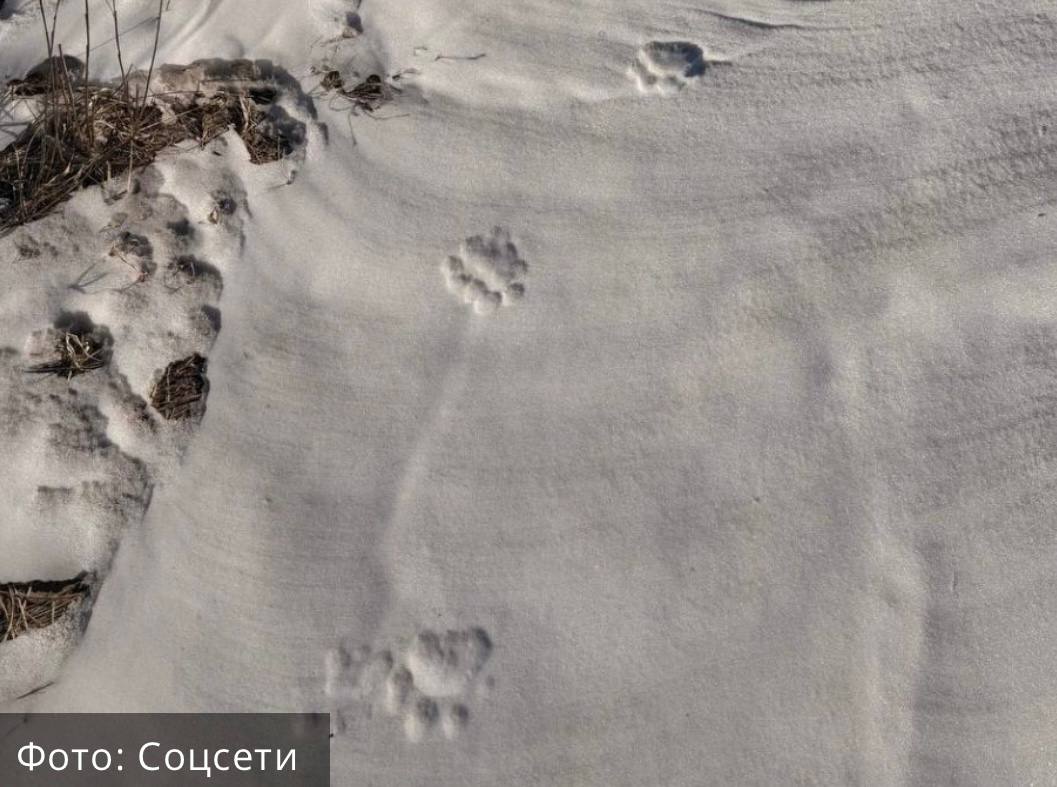 Амурский тигр загрыз собаку на одной из баз отдыха в Приморье Следы амурского тигра обнаружили в районе баз отдыха в бухте Бойсмана на юге Приморья Хищник неоднократно подходил к территориям туристических баз Кроме того на одной из них тигр напал на собаку по кличке Амур и съел животное сказали местные жители Бухта Бойсмана относится к курортной зоне Хасанского округа и пользуется популярностью у туристов PRIMPRESS в MAX ДЗЕН ЧАТ БОТ