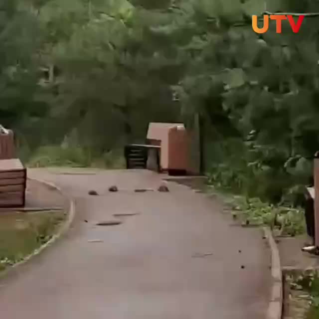 Уфа: жители сквера им. Губайдуллина жалуются на нашествие крыс