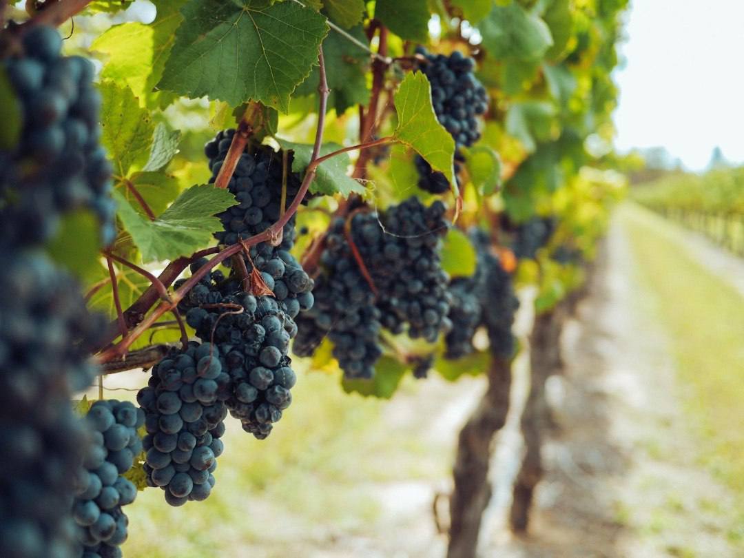 Выпуск винодельческой продукции на Кубани вырос на 6% в I кв. 2025 года Производство винодельческой продукции в Краснодарском крае по итогам первого квартала 2025 года составило 5,61 млн дал. Наибольший объем винодельческой продукции произведен в Темрюкском районе края — 3,22 млн дал вина. Второе место занимает Новороссийск, где выпуск составил 897,4 тысяч дал. На третьей позиции Крымский район. Здесь произвели 619,2 тысяч дал. вина. #Вино
